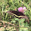 Black Swallowtail