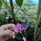 Philippine Ground Orchid