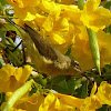 Copper Sunbird