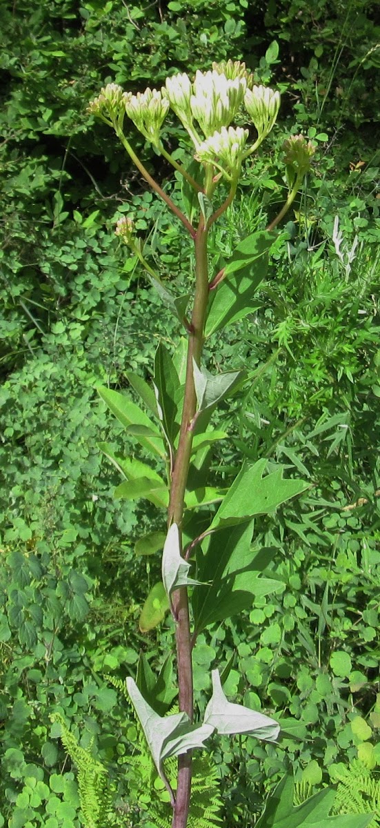 Pale Indian Plantain