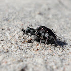 LeConte's Tiger Beetles