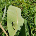 Cope’s Gray Treefrog