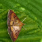 Orange mint moth