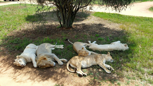 Lion Park South Africa 2015