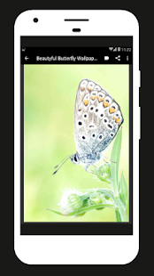 Beautyful Butterfly Wallpapers(圖2)-速報App