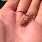 Mediterranean house gecko