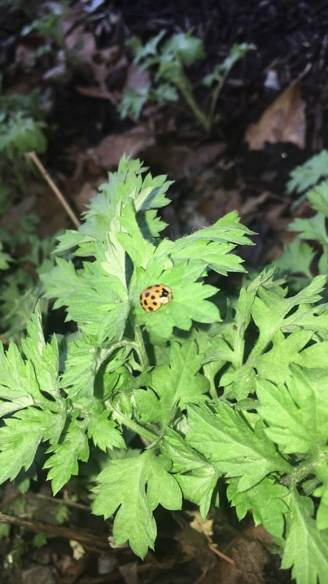 Multicolored Asian Lady Beetle