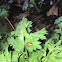 Multicolored Asian Lady Beetle