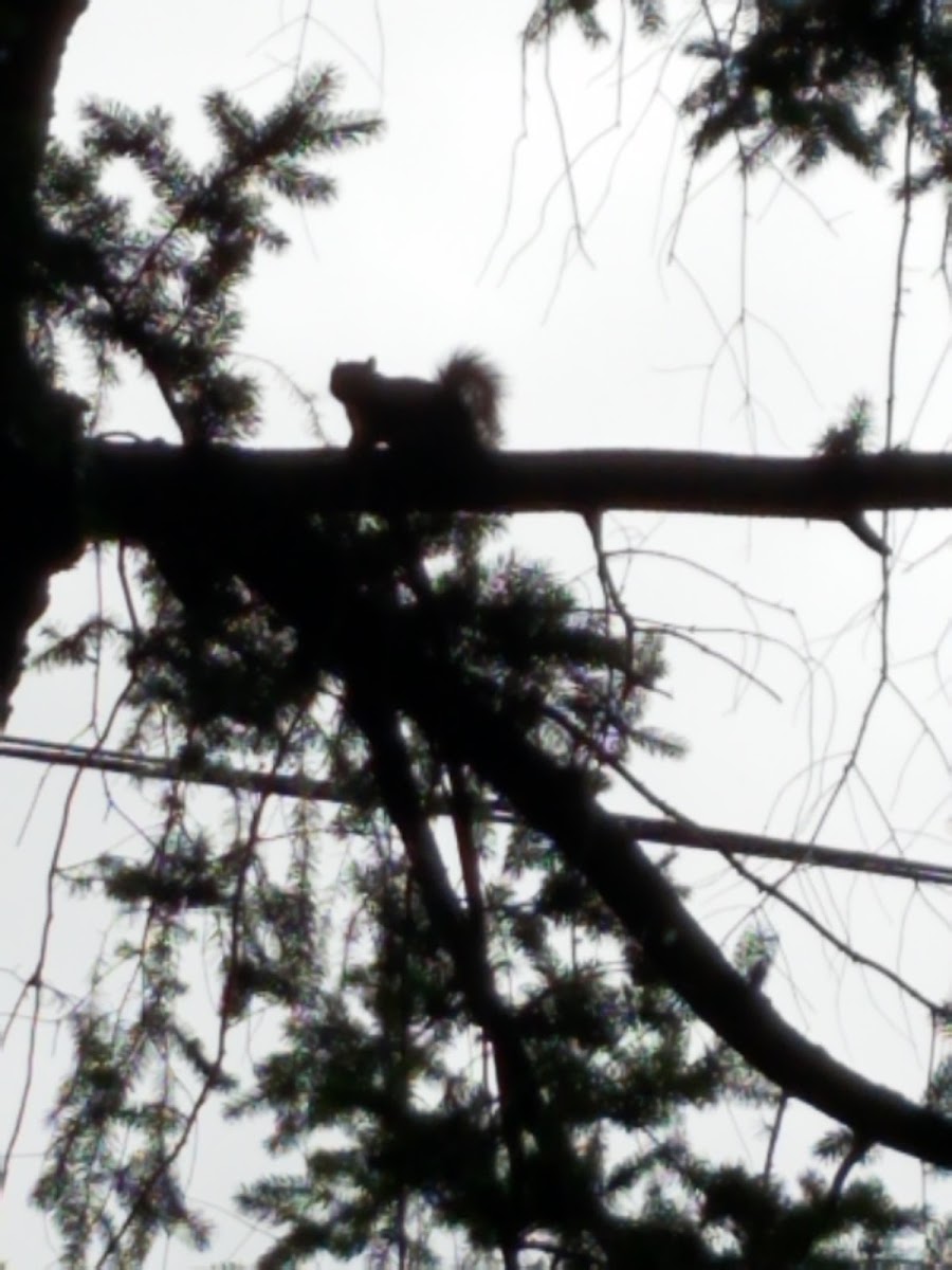 Grey Squirrel