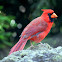 Northern Cardinal