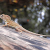 Hispaniolan stout anole, large-headed anole