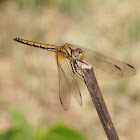 Crimson Marsh Glider (female)