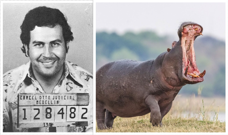 Palo Escobar's famous mugshot and a hippo