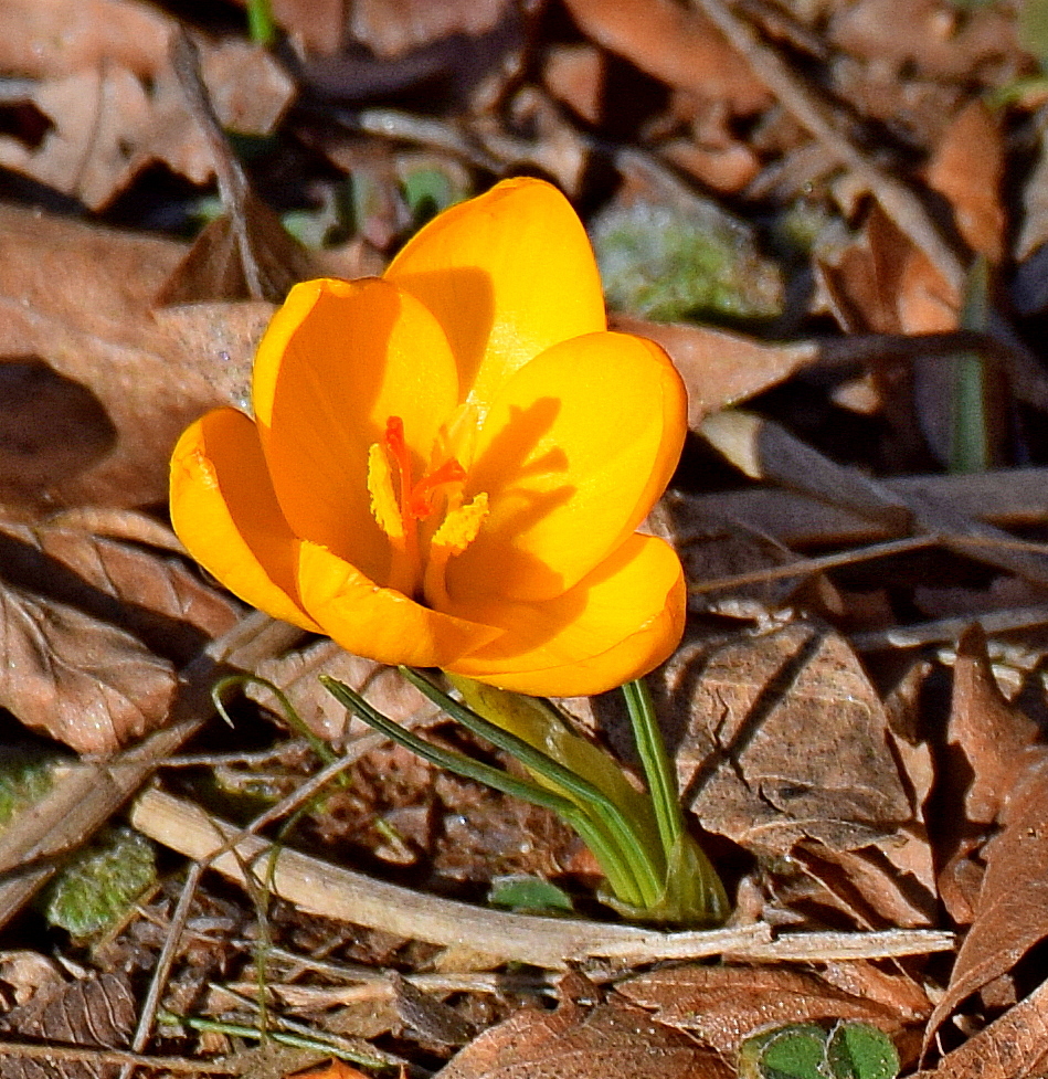 Snow Crocus