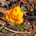 Snow Crocus