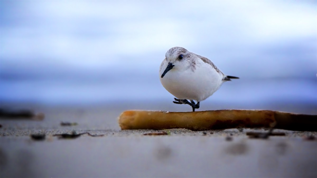 Sanderling