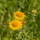 Corn Marigold