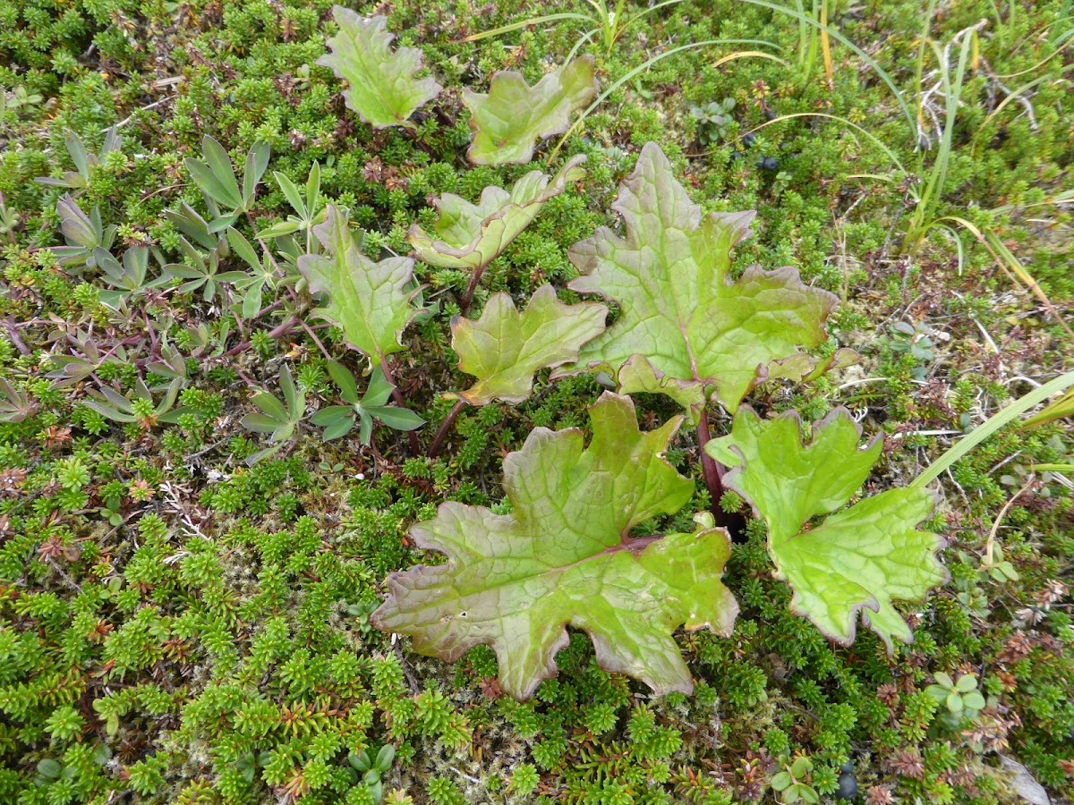 Arctic Sweet Coltsfoot