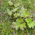 Arctic Sweet Coltsfoot