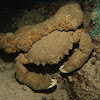 Sponge/Decorator Crab