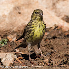 Serin; Verdecillo