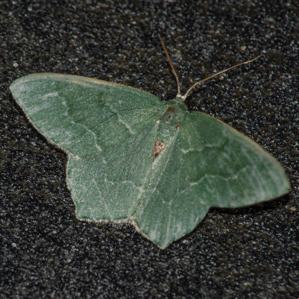 moth