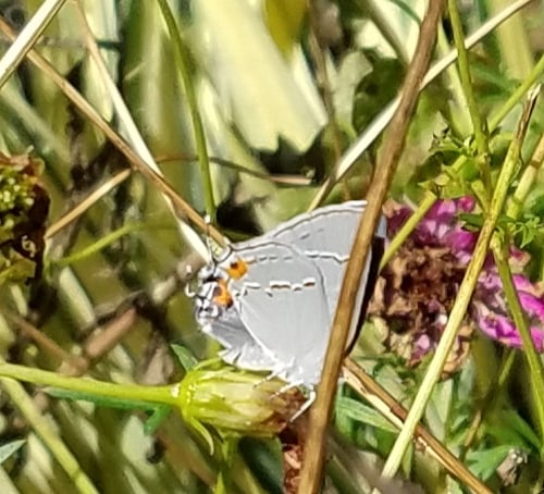 Gray Hairstreak