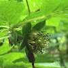 Salmonberry