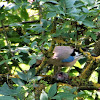 Eurasian Jay