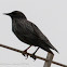 Spotless Starling; Estornino Negro