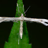 Plume Moth