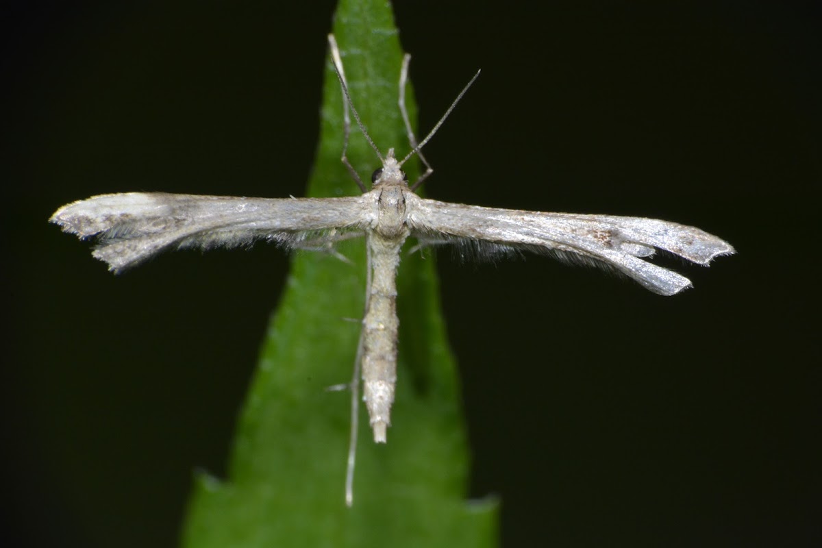 Plume Moth