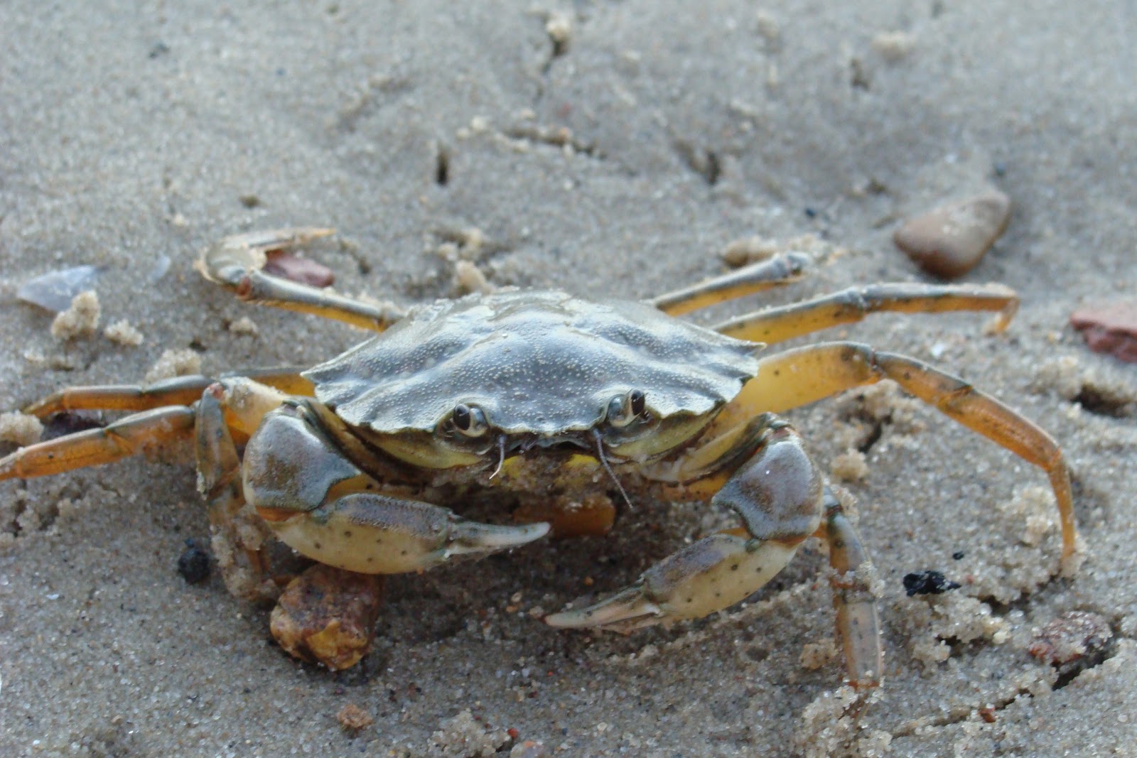 File:Common shore crab 1.JPG - Wikimedia Commons