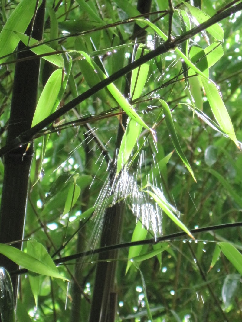 Bamboo Rain di EleonoraSpada