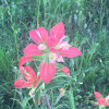 Indian Paintbrush