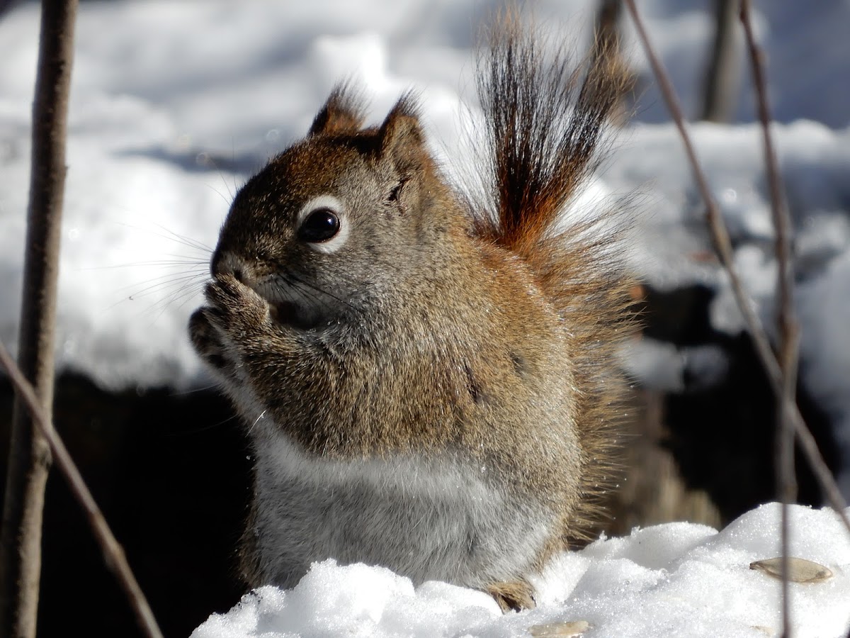 American Red Squirrel