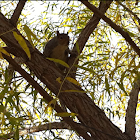 Eastern Grey Squirrel