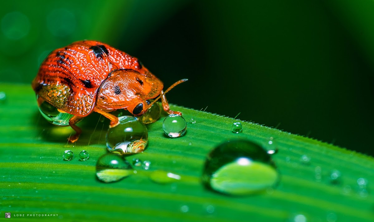 Tortoise Beetle