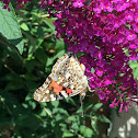 Painted Lady