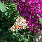 Painted Lady