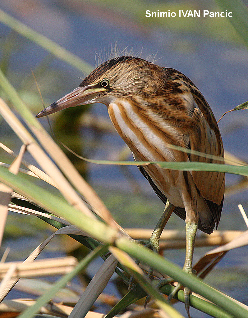 Little Bittern