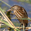 Little Bittern