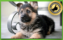 German Shepherd New Tab Theme small promo image