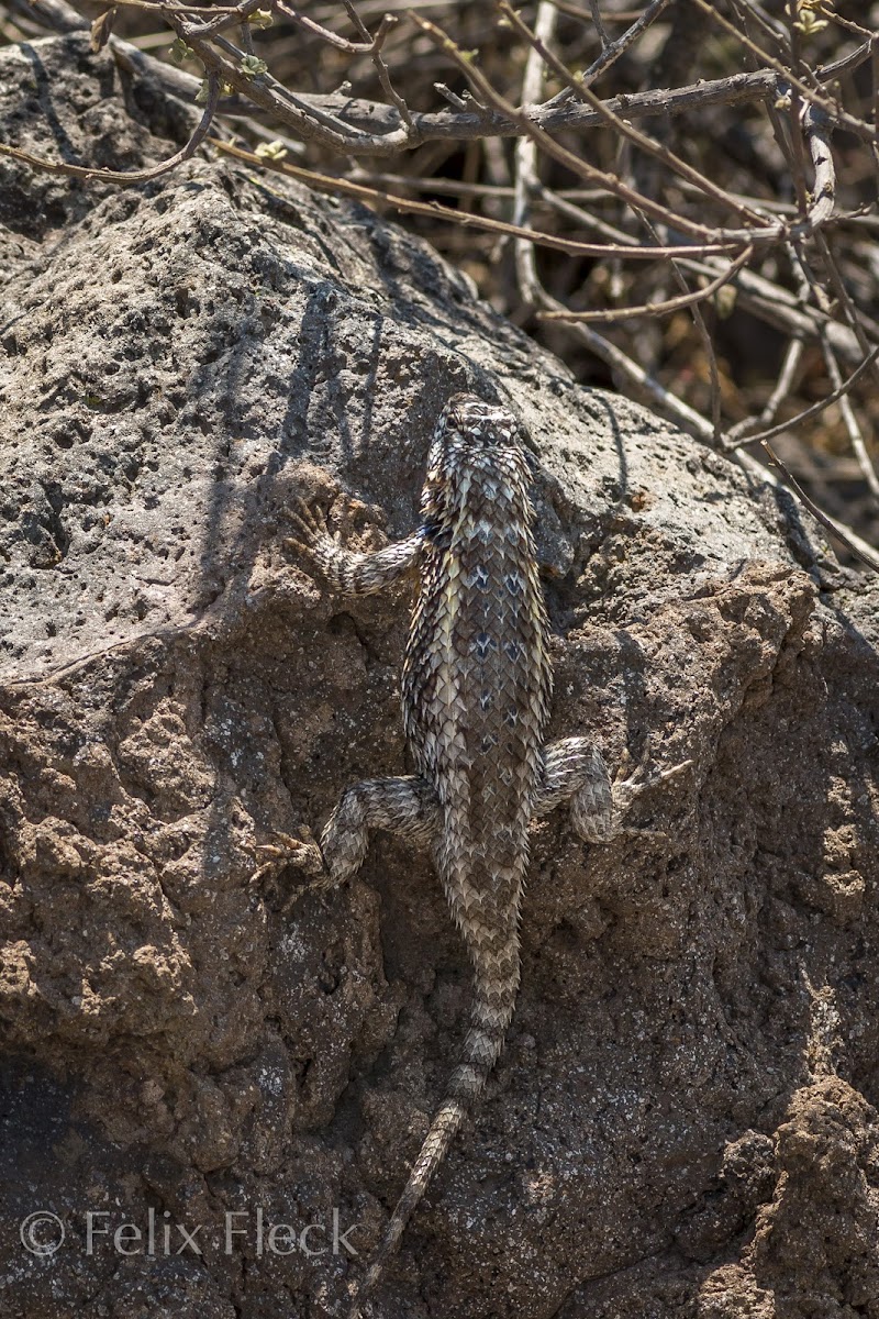 Easter Spiny Lizard