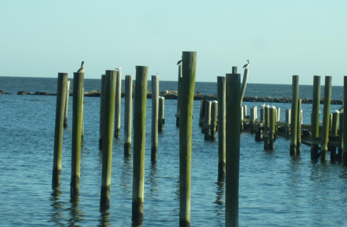 Brown Pelicans