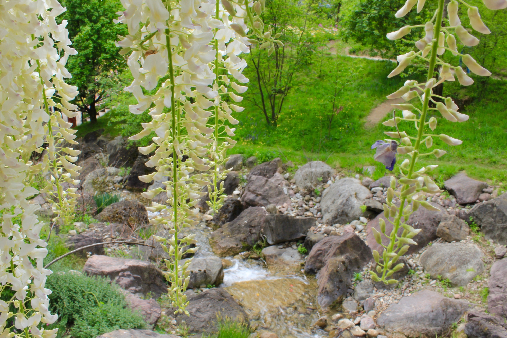 primavera di montagna di Miriam G.