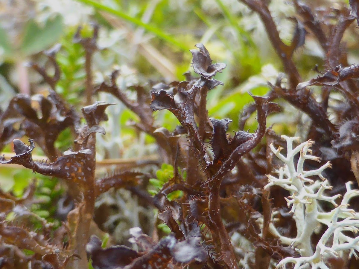 Cetraria Lichen