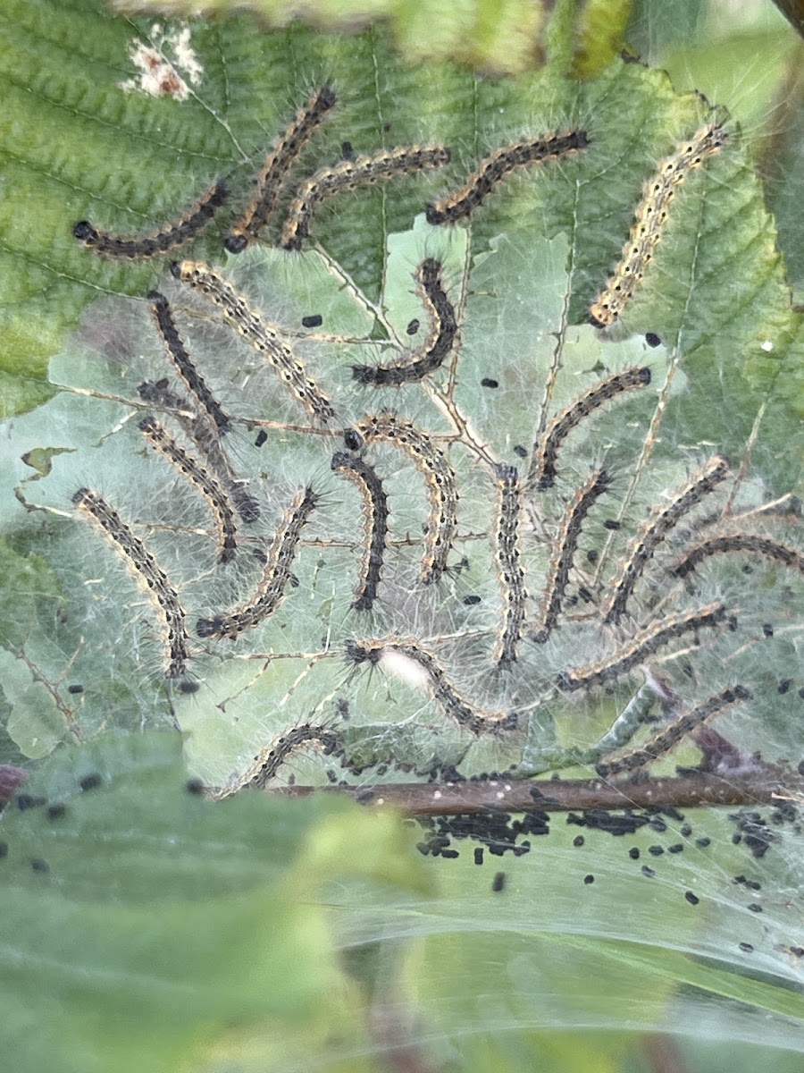 Fall Webworm Caterpillar