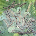 Fall Webworm Caterpillar