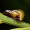 Treehopper